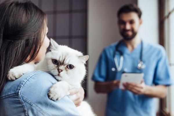 Omsorg for en katt med hepatitt