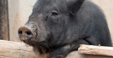 Omsorg for en vietnamesisk gris