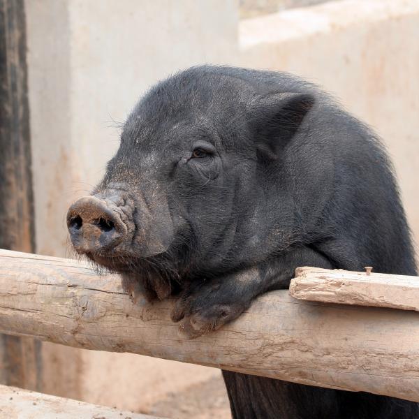 Omsorg for en vietnamesisk gris