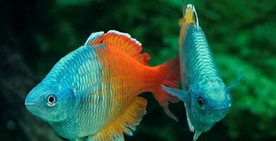 Omsorg for regnbue fisk