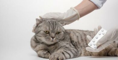 Onsior for katter Dosering bruk og bivirkninger