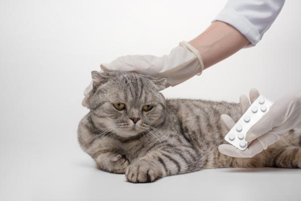 Onsior for katter Dosering bruk og bivirkninger