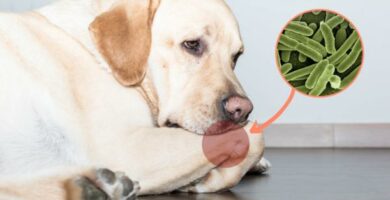 Osteomyelitt hos hunder symptomer og behandling
