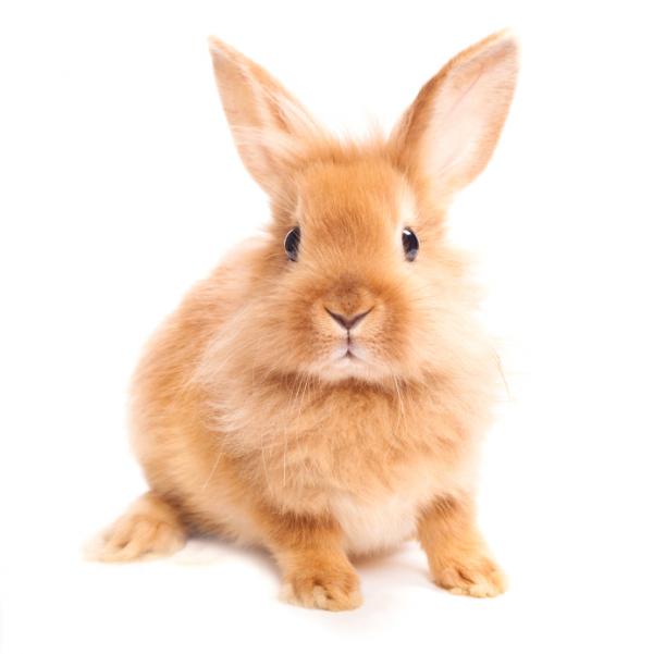 Overvektige kaniner screening og kosthold