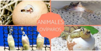 Oviparous Animals Definisjon og eksempler