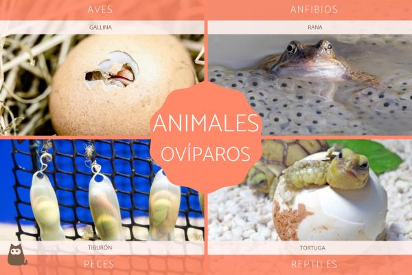 Oviparous Animals Definisjon og eksempler