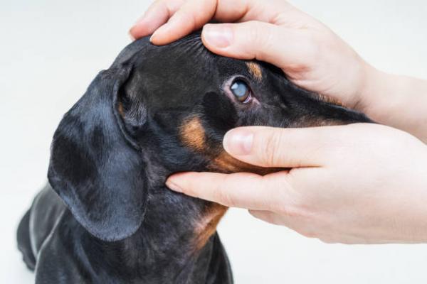 Oyeinfeksjon hos hunder arsaker og behandling
