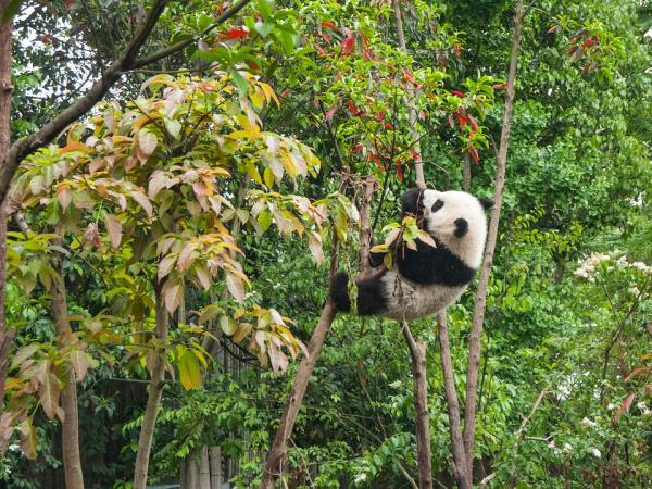 Panda bjorn foring