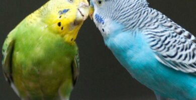 Parakeets nebb overvekst