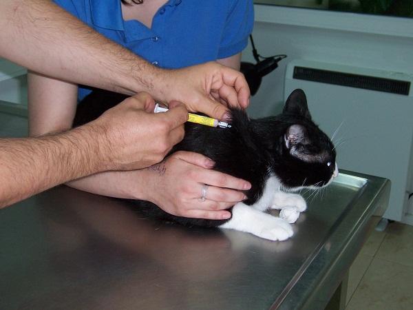 Pentavalent vaksine for katter hva det er for og
