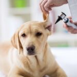 Perforert orebein hos hunder symptomer og behandling
