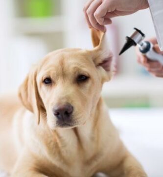 Perforert orebein hos hunder symptomer og behandling