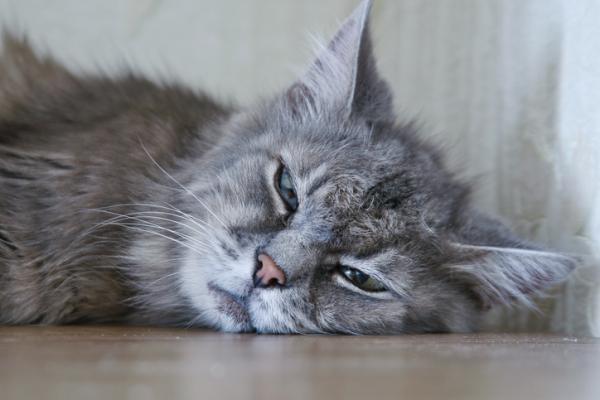 Permetrin forgiftning hos katter symptomer og hva du skal