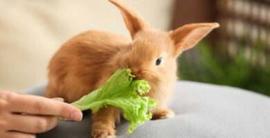 Planter giftige for kaniner