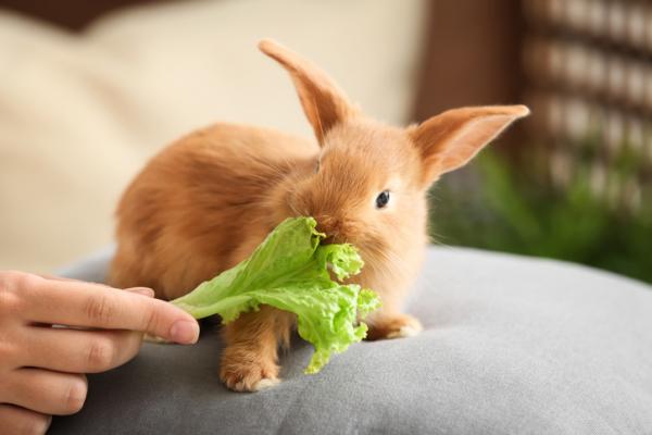 Planter giftige for kaniner