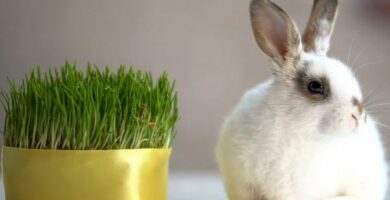 Planter som kaniner kan spise