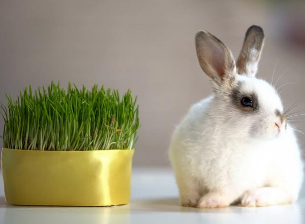 Planter som kaniner kan spise