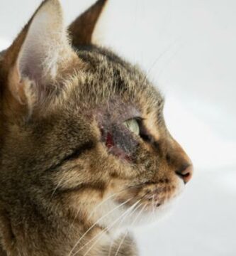 Plateepitelkarsinom hos katter symptomer og behandling