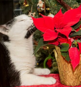 Poinsettia forgiftning hos katter symptomer og hva du skal