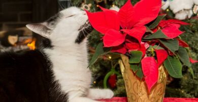 Poinsettia forgiftning hos katter symptomer og hva du skal