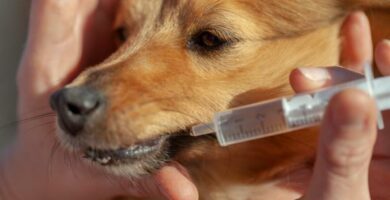 Polaramin for hunder dosering og bruk