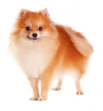 Pomeranian