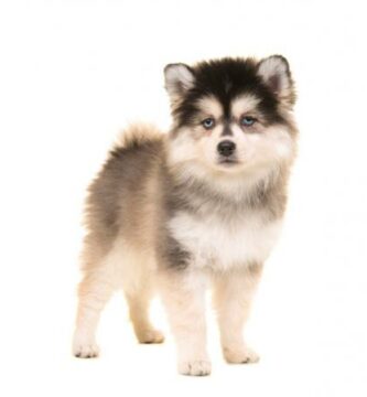 Pomsky hund