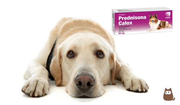 Prednison eller prednisolon for hunder bruk og bivirkninger