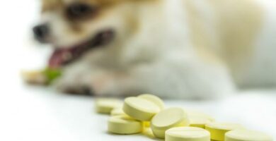 Probiotika for hunder