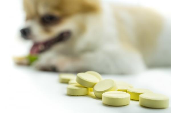 Probiotika for hunder