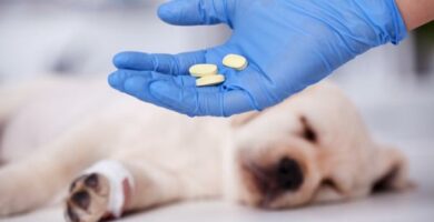 Procox for hunder dosering og hva det er til
