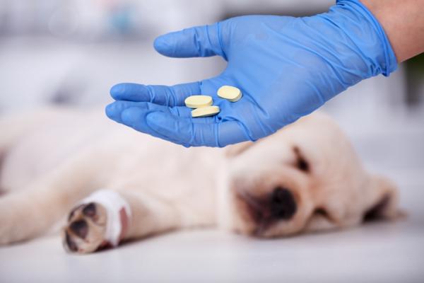 Procox for hunder dosering og hva det er til