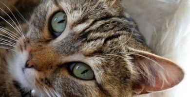 Pyometra hos katter Symptomer og behandling