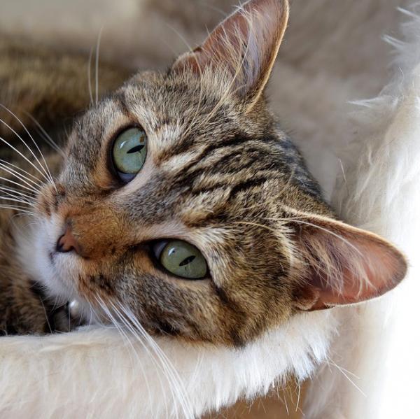 Pyometra hos katter Symptomer og behandling