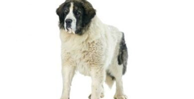 Pyrenean Mastiff