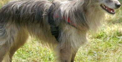 Pyreneisk farehund med et flatt ansikt