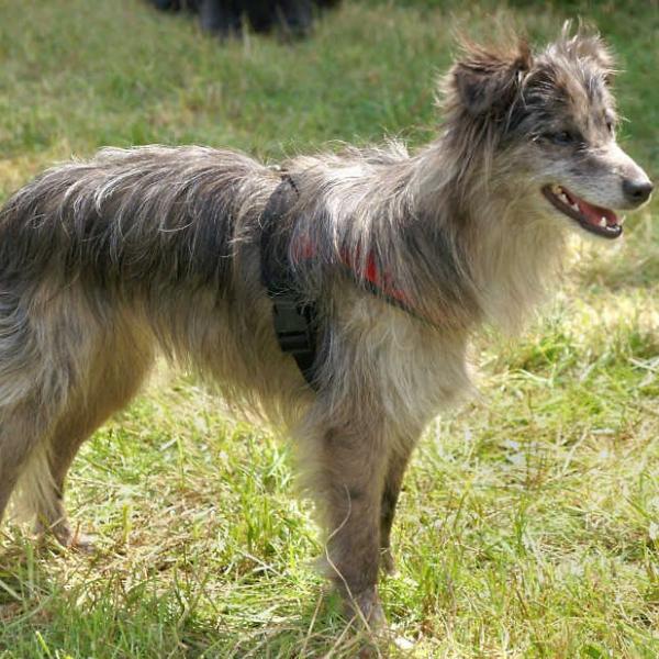 Pyreneisk farehund med et flatt ansikt