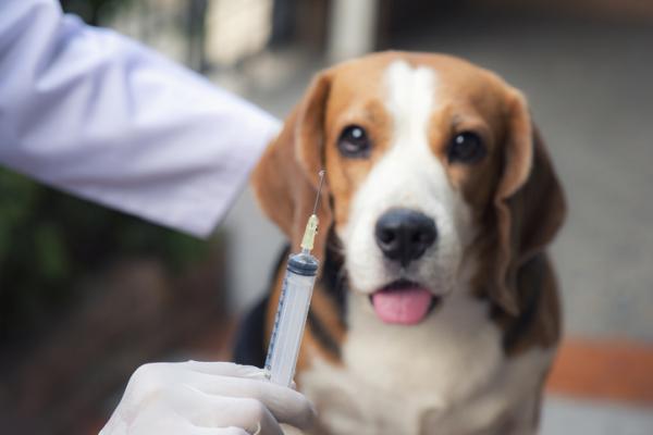 Rabies vaksine for hunder Komplett guide