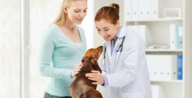 Ranitidine for Dogs Dosering bruk og bivirkninger