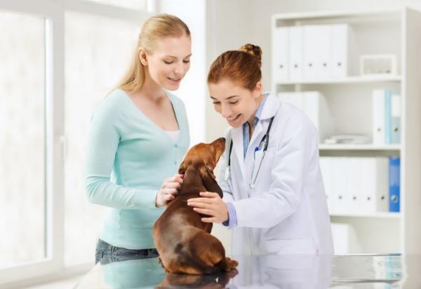 Ranitidine for Dogs Dosering bruk og bivirkninger
