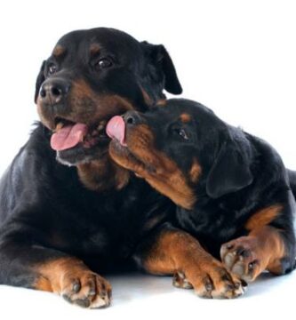 Rottweiler