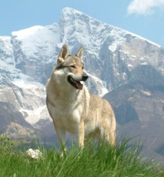 Saarloos Wolfdog