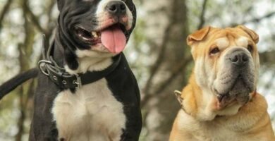 Sameksistensen til det amerikanske staffordshire med andre hunder