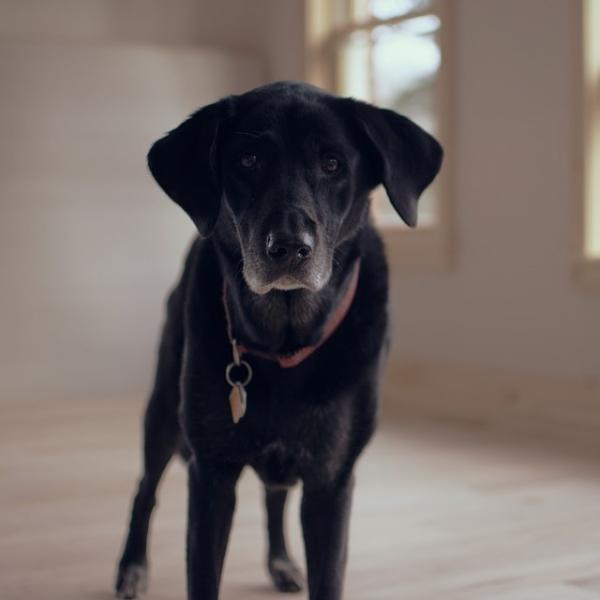 Senil demens hos hunder symptomer og behandling