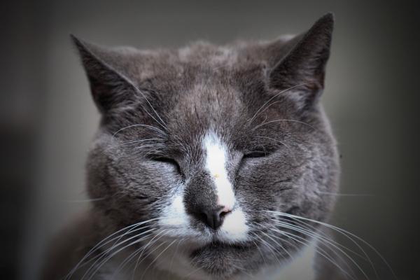 Senil demens hos katter symptomer og behandling