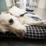 Septikemi hos hunder symptomer behandling og smitte