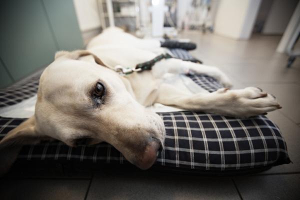 Septikemi hos hunder symptomer behandling og smitte