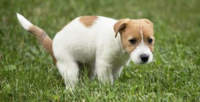 Snorrdiare hos hunder arsaker og behandling
