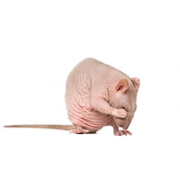 Spesiell omsorg for skallet rotte eller harlos rotte