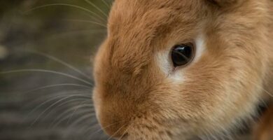 Sterilisering av kaniner Omsorg og rad